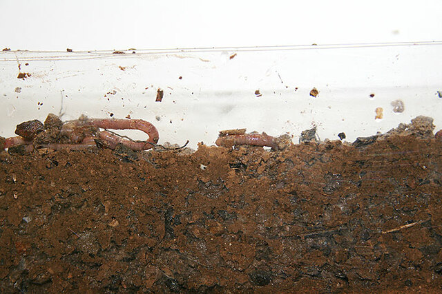 Influència dels cucs en la formació de la terra vegetal.