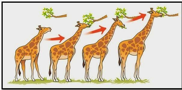 Exemples de la teoria de la selecció natural.