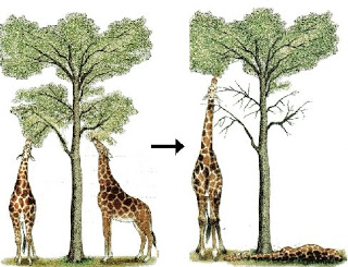 Teoria Selecció Natural
