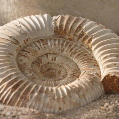 Timeline: Evolución en los Seres Vivos