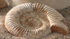 Timeline: Evolución en los Seres Vivos