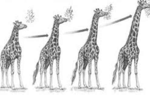 La idea del origen común