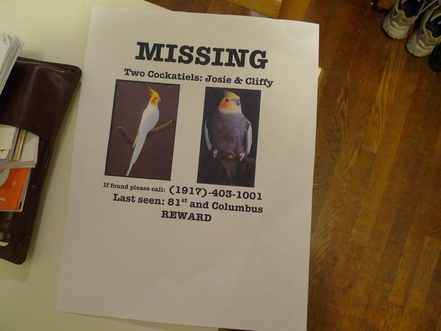 The search for Josie begins