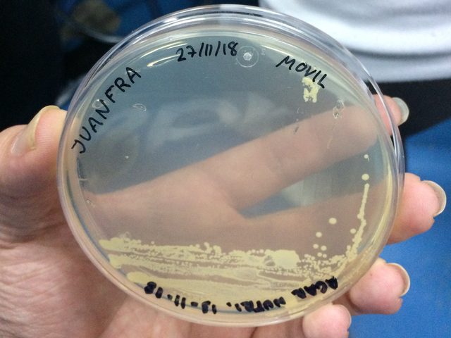 Creación de las placas de Petri.