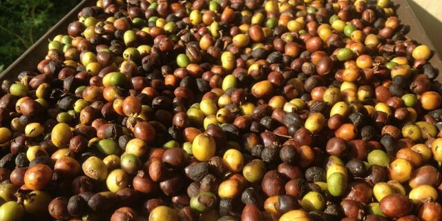 Producción del Café