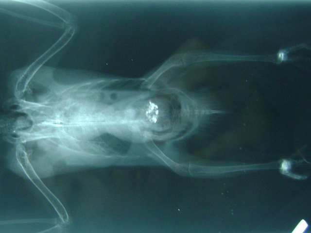 Josie found in Central Park!