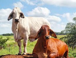 Venezuela Agropecuaria