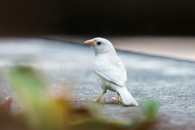 Publicação do primeiro relato sobre o pardal albino