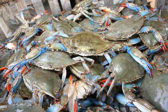 The Blue Crab Population is Affected