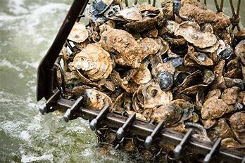 Oyster Population Reducing