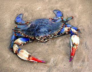 Low Blue Crab Numbers
