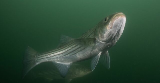 Striped Bass Population is Low