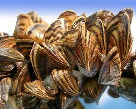 Zebra Mussel