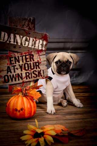 I got Cami, my first dog