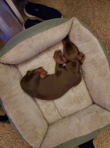 My brothers dog Ollie came home