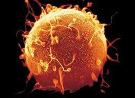 Mayo 24 1997 Periodo prenatal (concepción al nacimiento)