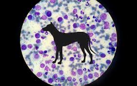 Descubrimiento del genoma canino