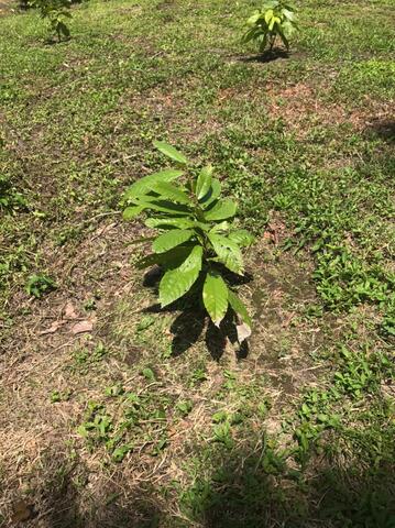 SEMANA 14 BITACORA PLANTA