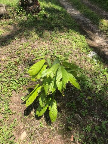 SEMANA 15 BITACORA PLANTA