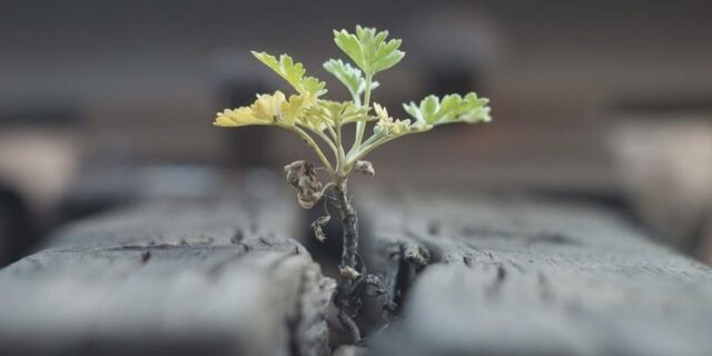 Origen del termino Teoría General de Sistemas