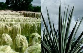 Aumento de producción del henequén