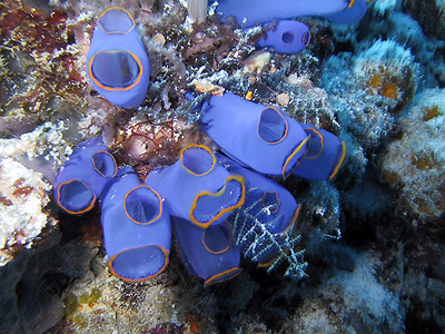 ¿QUE ES UNA ASCIDIA?