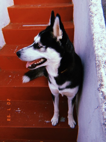 XENA (mi perro)