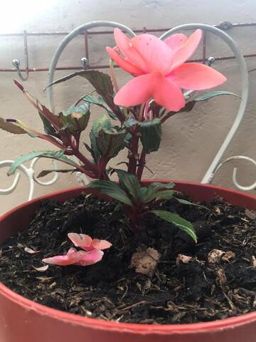 Cronología de la planta  - semana 13