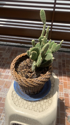 DECIMA PRIMERA SEMANA