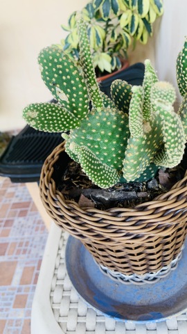 DECIMA SEGUNDA SEMANA