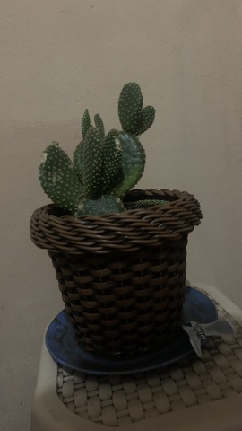 DECIMA TERCERA SEMANA