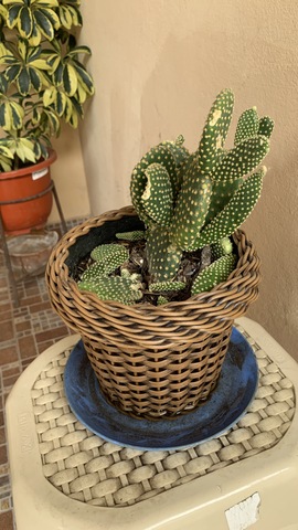 DECIMA CUARTA SEMANA