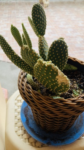 DECIMA QUINTA SEMANA