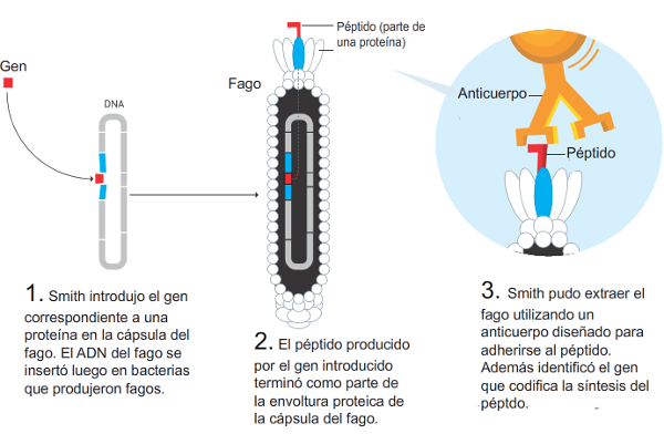 Smith desarrolló un método conocido como phage display