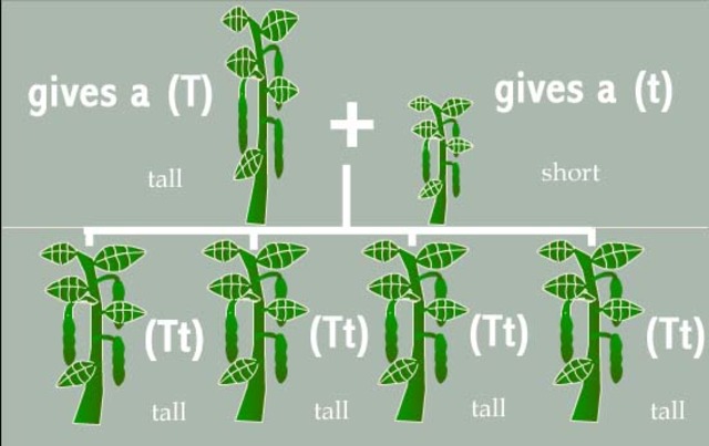 Simple Laws of Inheritance