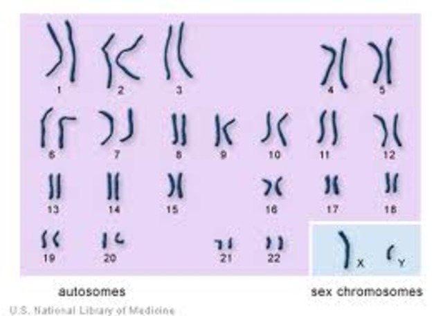 Discovered Genes were on chromosomes