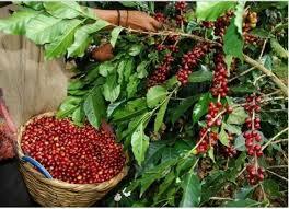 Producción de café