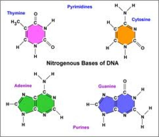 Adenine equals thymine and cytosine equals guanine