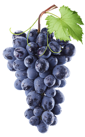 EDAD ANTIGUA: Desarrollo de fermentación