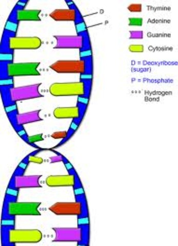 Adenine has the same number of units as thymine and cytosine equaled those of quanine
