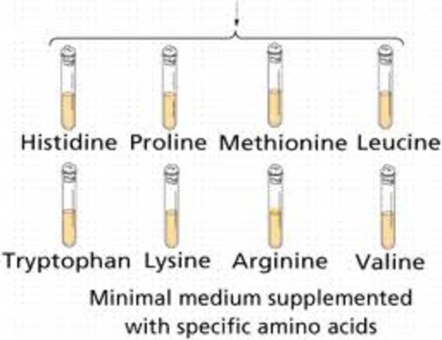 One gene produces one enzyme