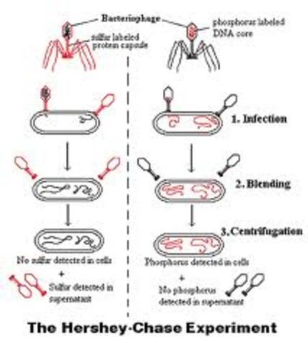 Viruses replicate DNA