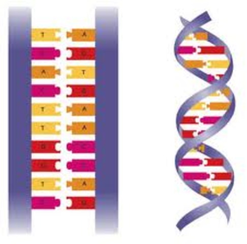 Structure of DNA