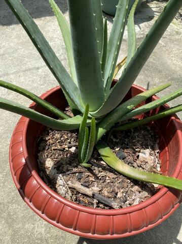 Semana 16 y última semana de cuidado de la planta adpotada