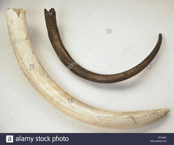 cuernos usados como armas