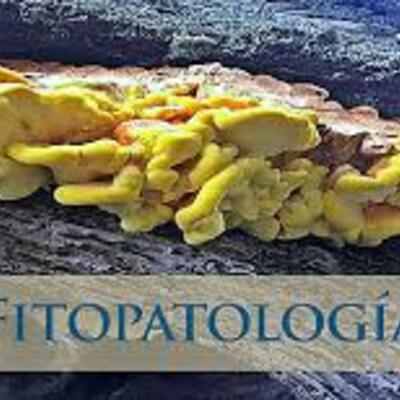 Timeline: Historia de los conceptos de causa y enfermedad: paralelismo entre la Medicina y la Fitopatología