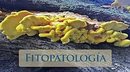 Timeline: Historia de los conceptos de causa y enfermedad: paralelismo entre la Medicina y la Fitopatología