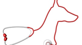 Timeline: Historia de la Medicina Veterinaria