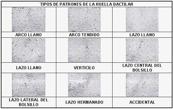 Tipos de huellas dactilares.