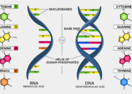 Intercambio y comparación de ADN.